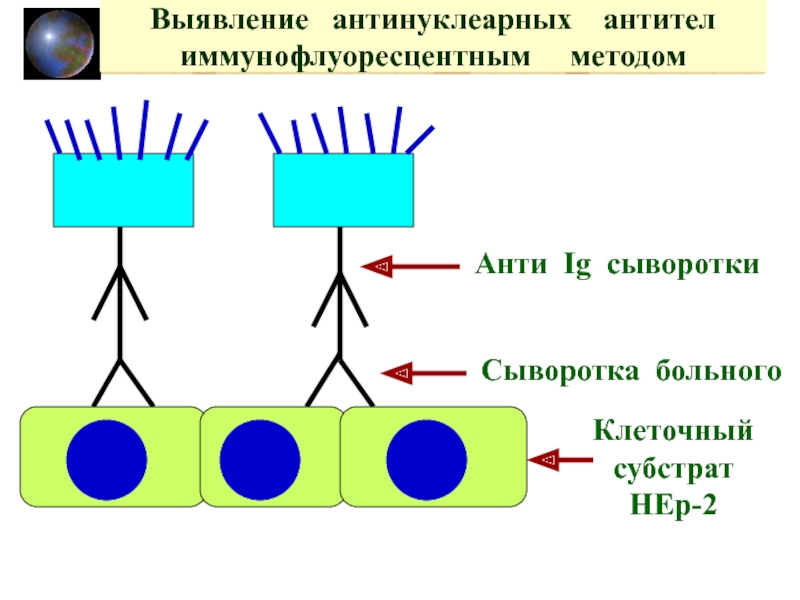 Anti method. Иммуноблот антинуклеарных антител. Иммунофлуоресцентный анализ. Нер-2 клетки это. Антинуклеарные антитела норма.