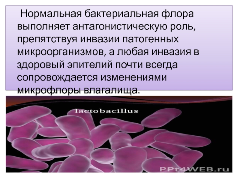 Микрофлора во влагащение. Нормальная бактериальная Флора это. Бактериальная микрофлора. Инвазия микроорганизмов. Вторичная бактериальная Флора.