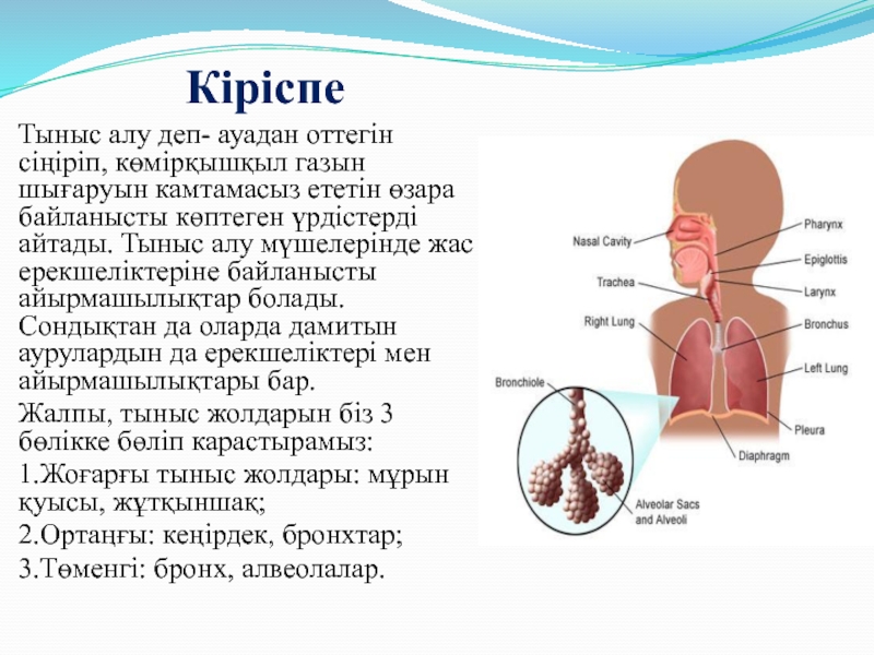 Тыныс алу презентация