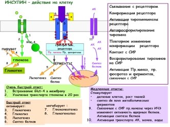 Инсулин – действие на клетку