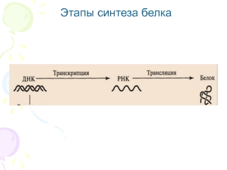 Этапы синтеза белка