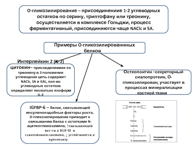 Доклад: Белок остеопонтина