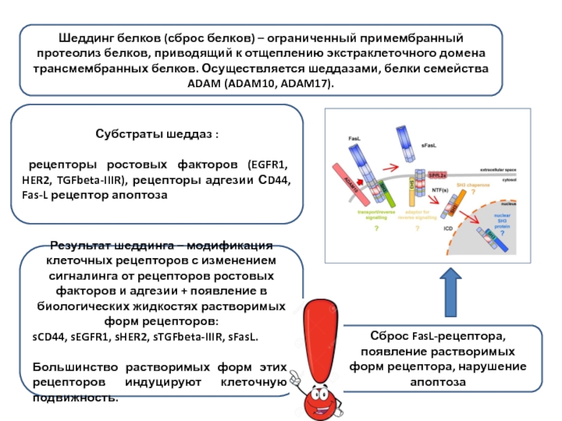 Shedding inhibitions pt9. Шеддинг рецепторов. Шеддинг белков. Бланк рецептора. Эффект "шеддинга".