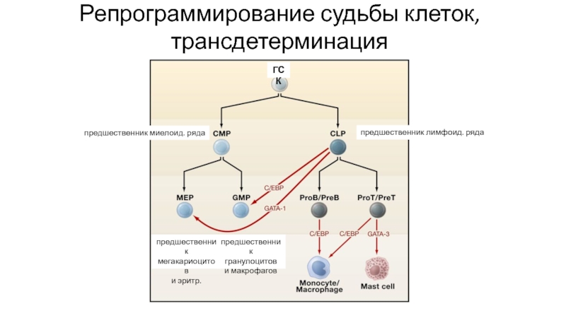 Клетка судьбы