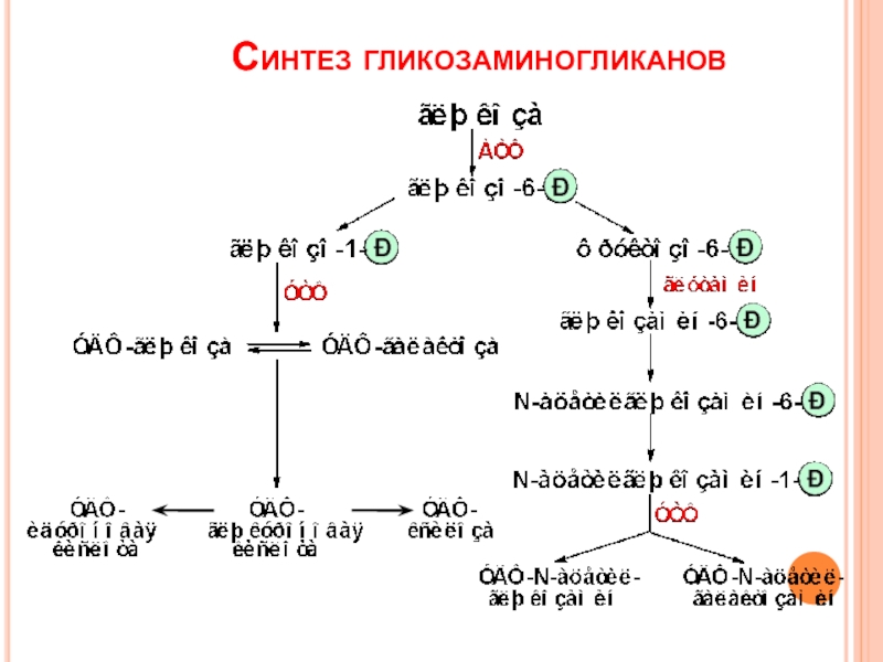 Схема катаболизма гликозаминогликанов