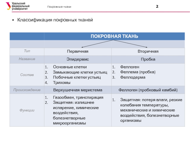 Особенности покровной ткани. Покровные ткани их функции классификация. Классификация покровных материалов. Классификация покровных тканей растений. Сравнительная характеристика покровных тканей.