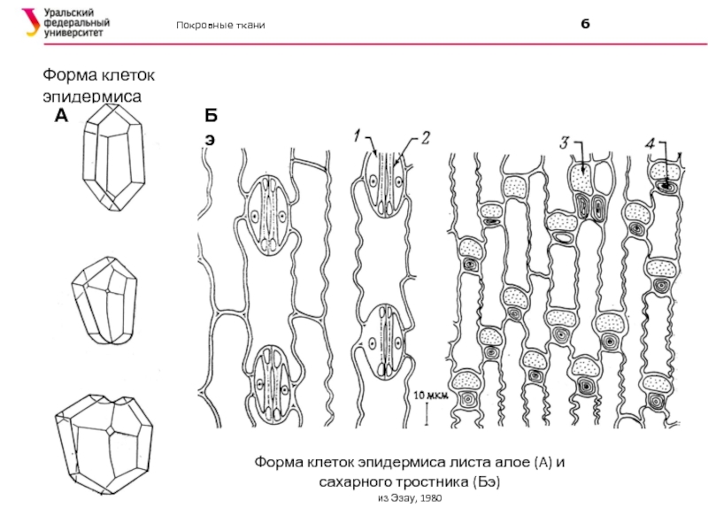 Рисунок покровной ткани. Форма клеток эпидермиса. Формы клеток листа. Клетки покровной ткани в корне. Форма и размер покровной ткани.