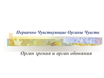 Первично чувствующие органы чувств: орган зрения и орган обоняния