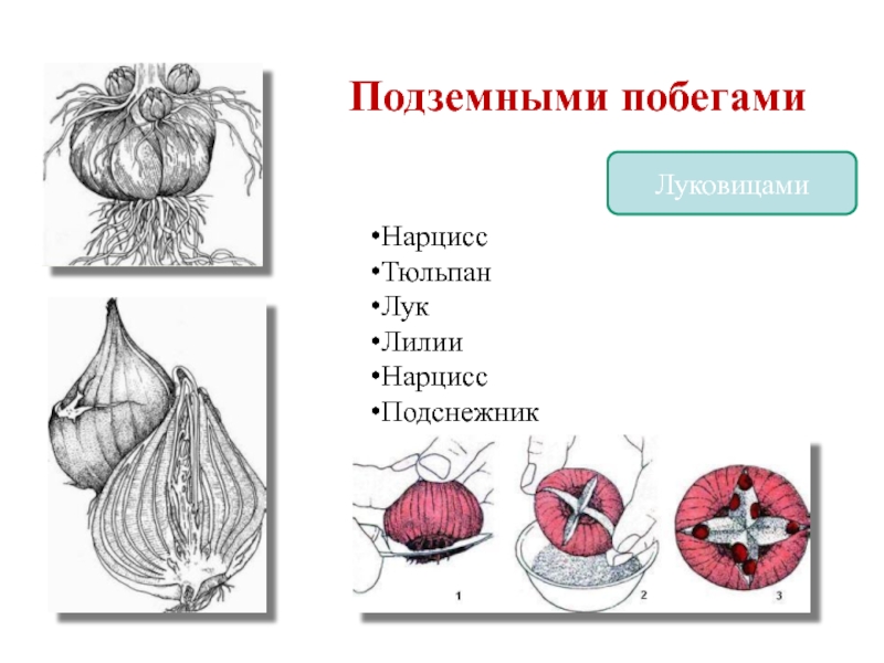 Тюльпан вегетативный