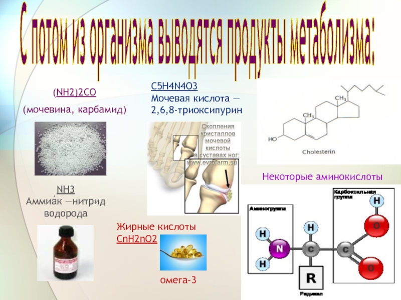 Аминокислоты жиры. Аммиак мочевина мочевая кислота. Nh3 co2 мочевина. Мочевина + nh2. Мочевина в nh3.