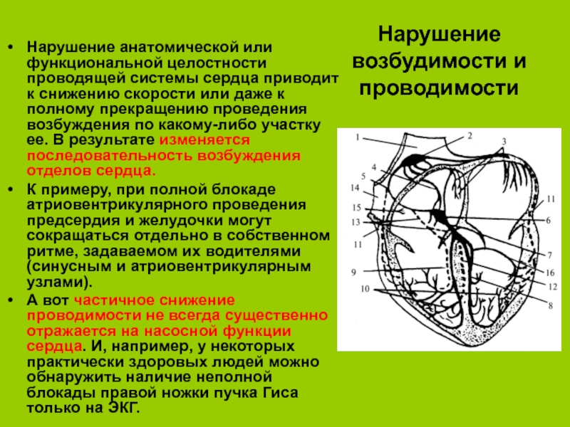 Проводящая система сердца презентация анатомия