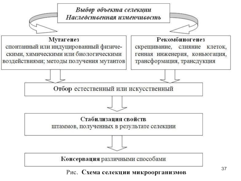 Методы селекции схема