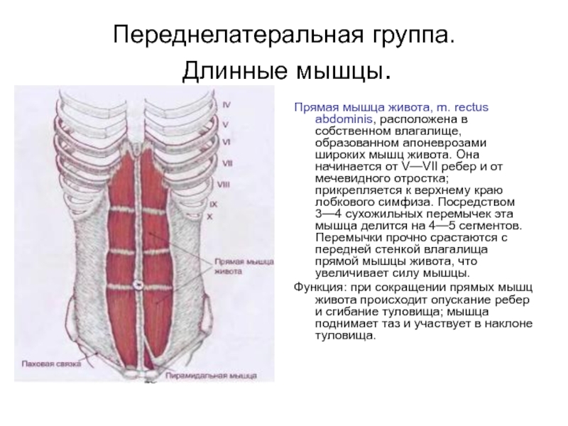 Прямая мышца живота. Прямая мышца живота иннервация. Переднелатеральная группа мышц живота. Мышцы живота топография и функции. Прямая мышца живота анатомия иннервация.