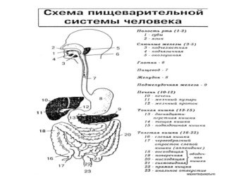 Схема пищеварительной системы человека