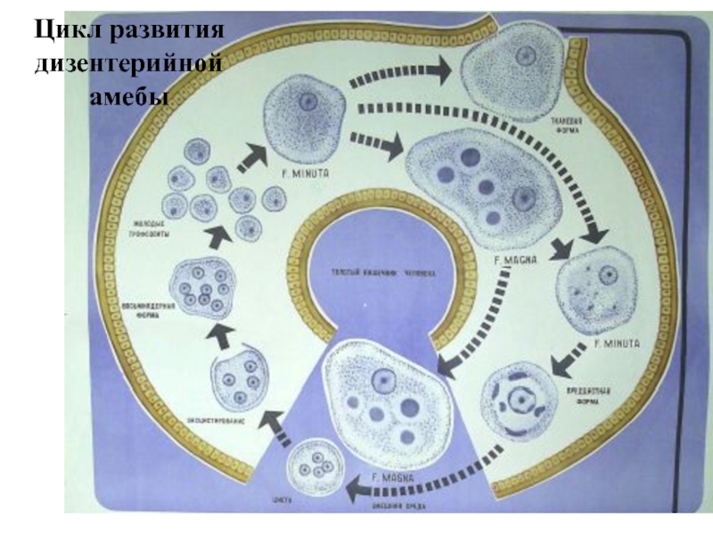 Схема развития амебиаза