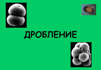 Дробление. Биологическое значение и определения