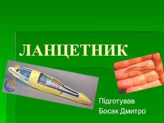 Ланцетник. Клас Головохордових