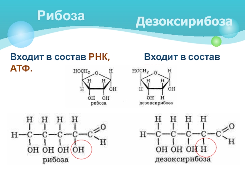 Молекулярная структура какого органического вещества изображена на рисунке днк крахмала белка атф