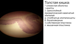 Препараты по гистологии