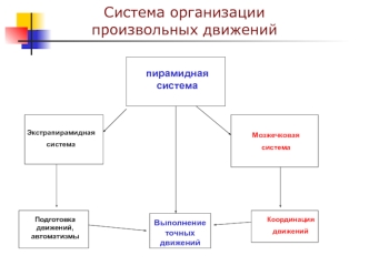 Центральные и периферические параличи