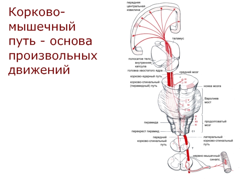 Латеральный корково спинномозговой