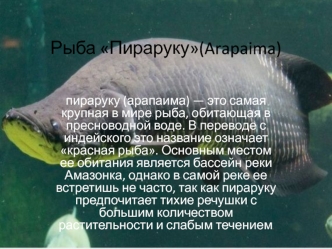 Рыба Пираруку (Arapaima)