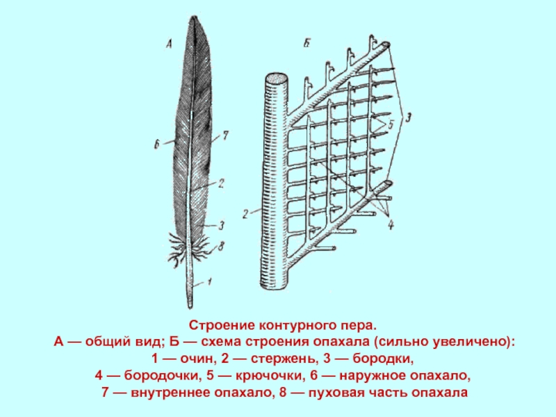 Схема строения контурного пера