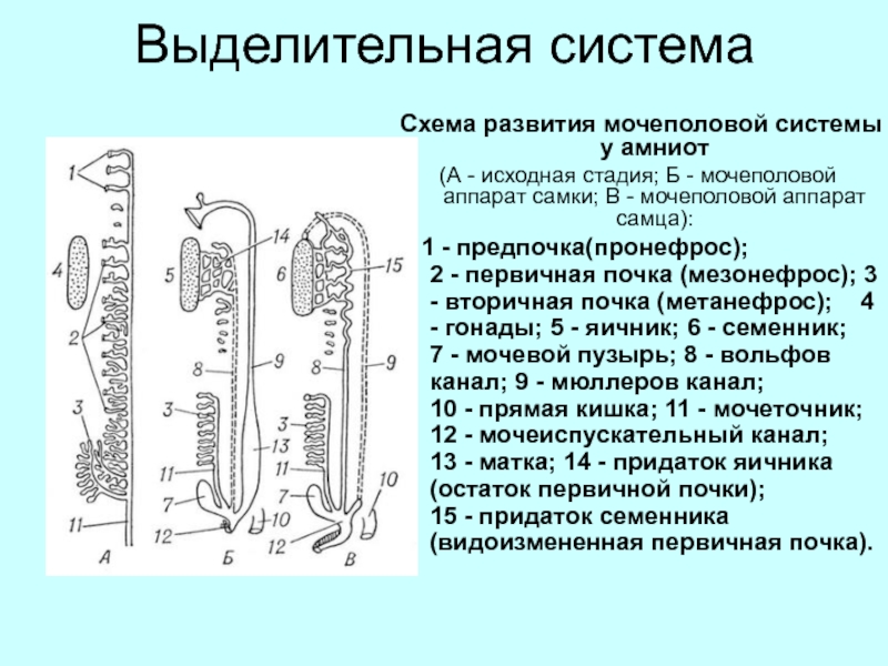 Схема выделительной системы