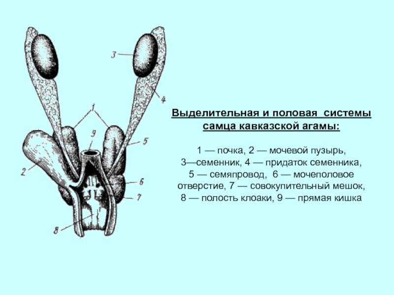 В состав какого органа входит изображенное на рисунке анатомическое образование почка печень легкое