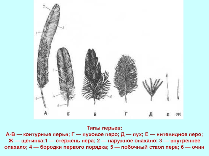 Виды перьев птиц схема