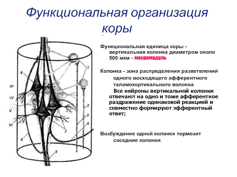 Вертикальная организация. Модуль структурно-функциональная единица коры больших. Схема строения колонки неокортекса. Функциональная единица-колонка в коре большого мозга. Вертикальные функциональные единицы коры.