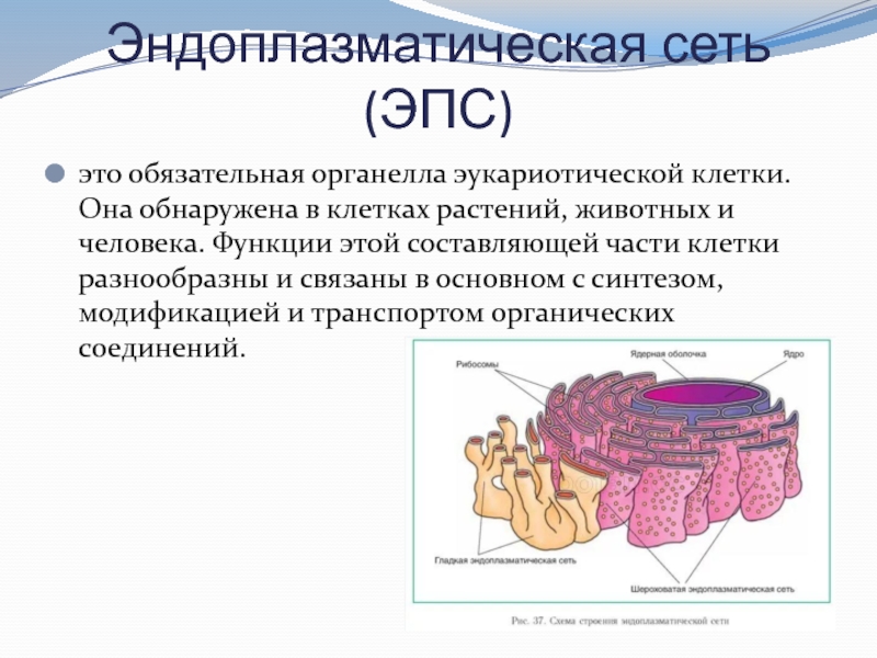 Эндоплазматическая сеть клетки растений. Эндоплазматическая сеть ретикулум функции. ЭПС функции кратко. Органелла клетки эндоплазматическая сеть. Эндоплазматический ретикулум функции.