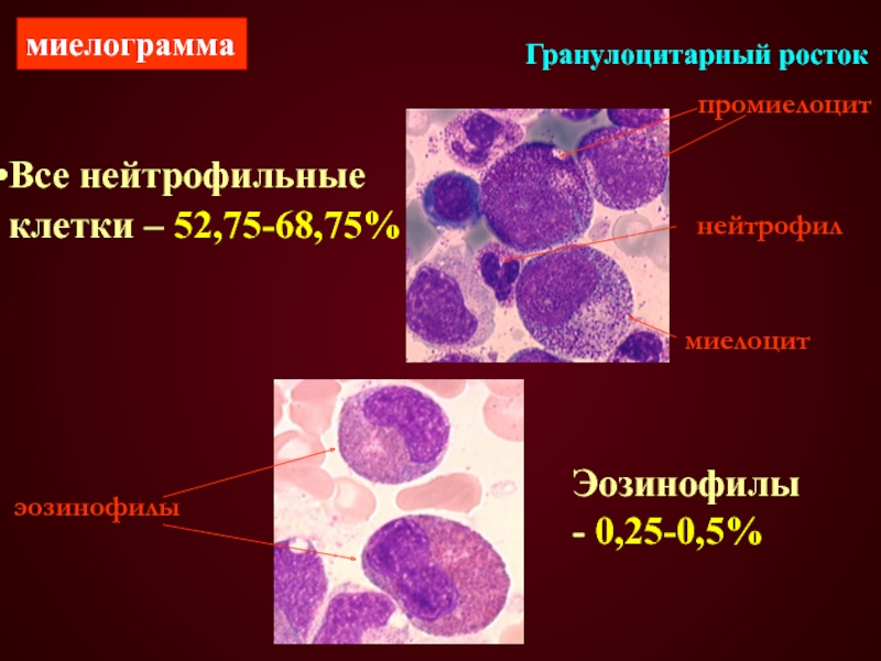 Гранулоцитарный ростокпромиелоцитмиелоцитнейтрофил эозинофилыВсе нейтрофильные клетки – 52,75-68,75%Эозинофилы- 0,25-0,5%миелограмма