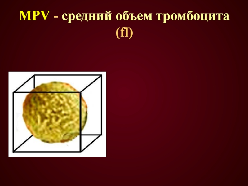 МPV - средний объем тромбоцита (fl)