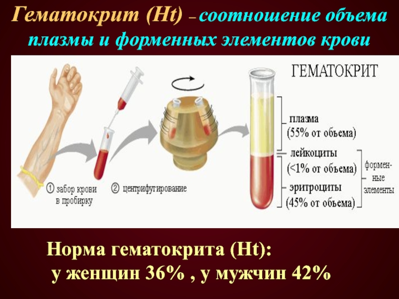 Гематокрит (Ht) – соотношение объема плазмы и форменных элементов крови Норма гематокрита