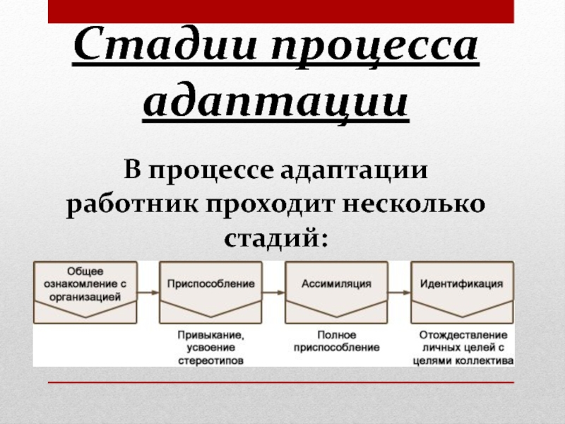 Несколько стадий. Стадии процесса. Адаптационный процесс проходит стадии. В процессе адаптации работник проходит стадию. Стадии и этапы СЛЦР.