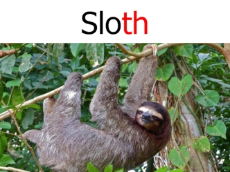 Sloth