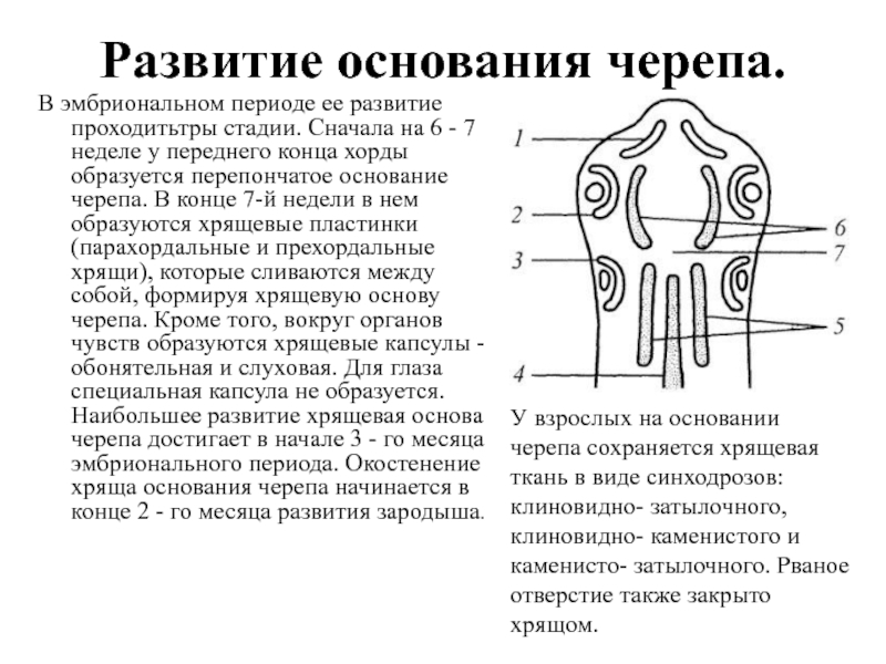 Основания развития. Перепончатая хрящевая и костная. Основание черепа передний отдел хорды. Развитие костей перепончатая хрящевая. Перепончатая ткань черепа.