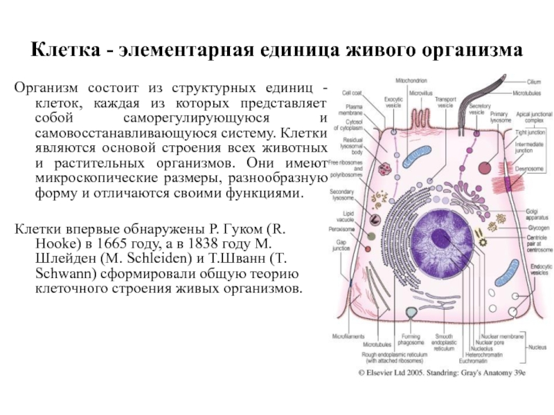 Структурная и функциональная единица организма. Клетка единица строения растения. Клетка элементарная единица живого. Структурные единицы клетки. Клетка структурная единица организма.