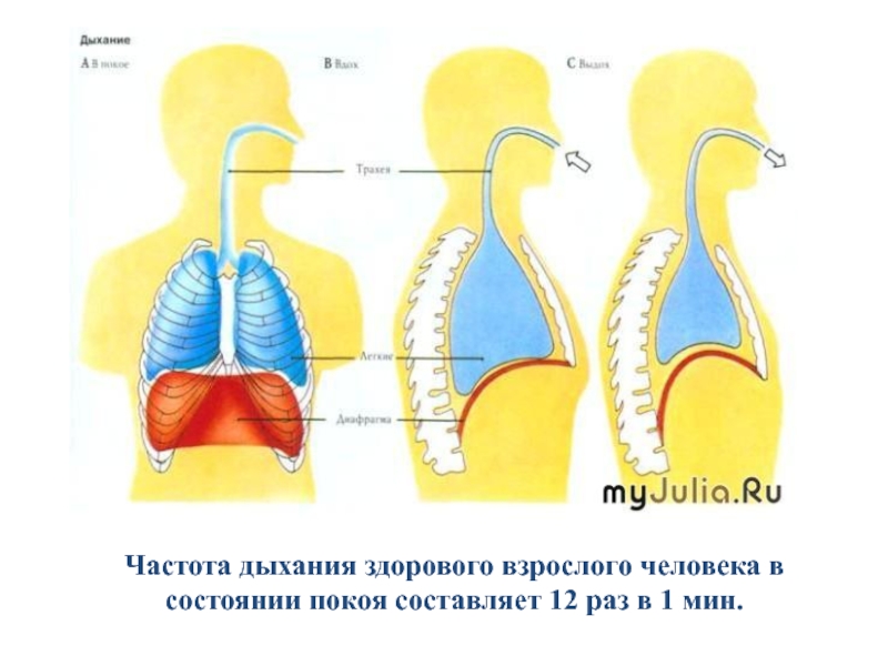 Дыхание диафрагмой схема