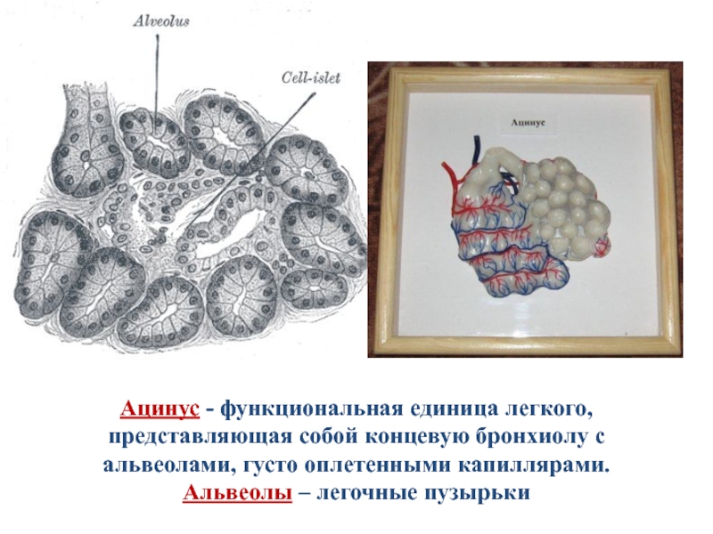 Рисунок альвеолы легких