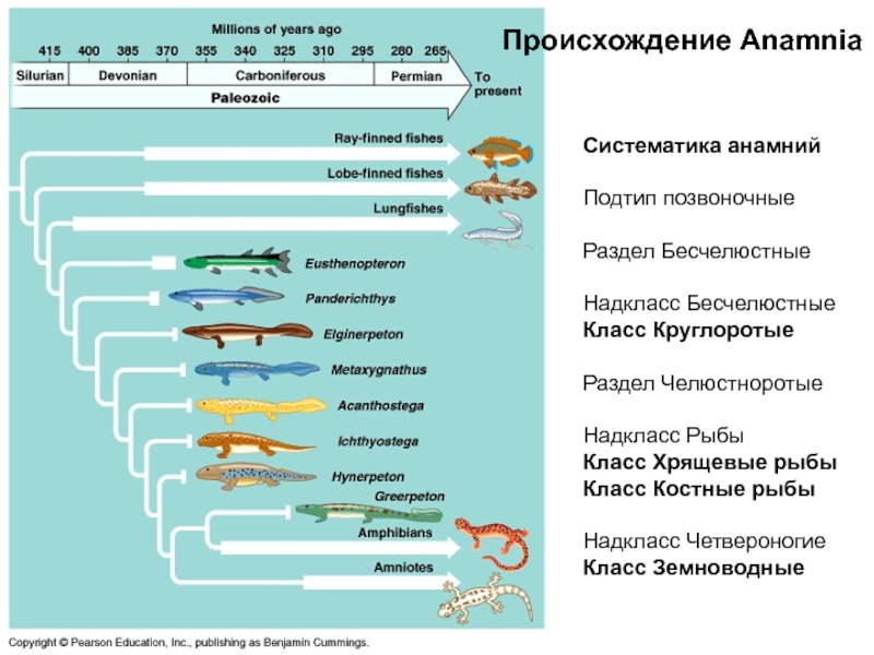 Систематика позвоночных животных схема