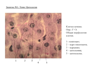 Цитология. Клетки печени. Общая морфология клетки