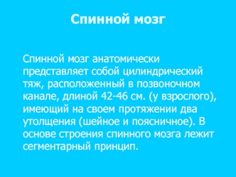 Спинной мозг