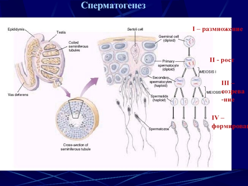 Клетку называют сперматоцитов ii порядка. Сперматогенез процесс гистология. Этапы сперматогенеза гистология. Сперматогенез в семенниках гистология. Фазы сперматогенеза гистология.