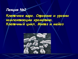 Клеточное ядро. Строение и уровни компактизации хроматина. Клеточный цикл. Митоз и мейоз