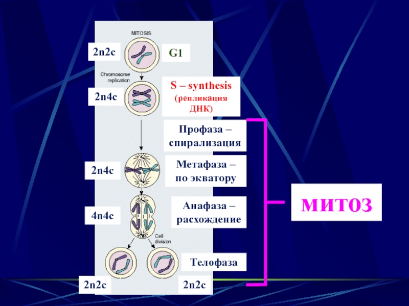 Митоз хромосомы и днк. Митоз фаза 1 фаза 2 фаза 3 фаза 4. Фазы митоза 2n4c. Схема митоза 2n. Метафаза митоза 2n=2.