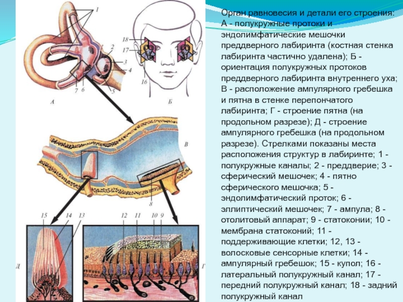 Схема строения ампулярного гребешка