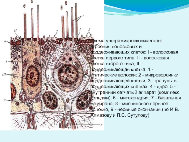 Схема строения волосковых клеток