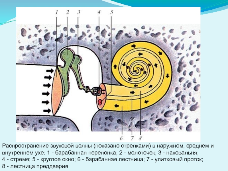 Передача звуковых волн в ухе